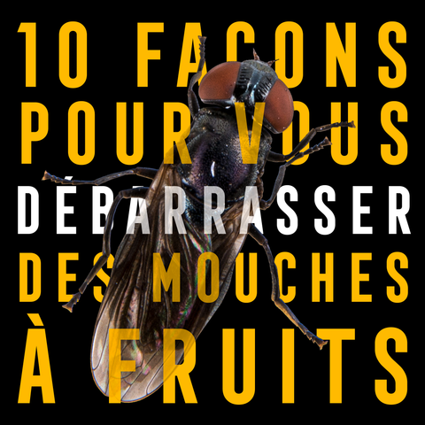 10 façons pour vous déarasser des mouches à fruits