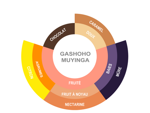 Roue des saveurs de Burundi Coffee - Gashoho Muyinga Roue des saveurs de Burundi Coffee - Gashoho Muyinga