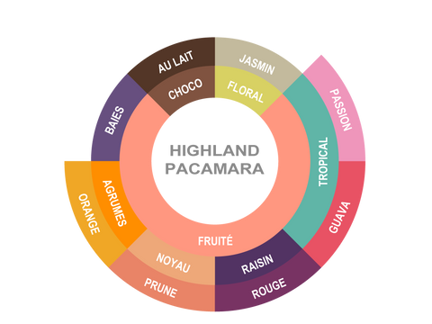 Roue des saveurs de guatemala - highland pacamara