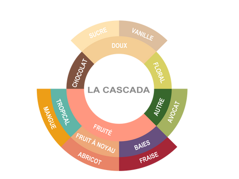 Roue des saveurs de Honduras Coffee - La Cascada Roue des saveurs de Honduras Coffee - La Cascada