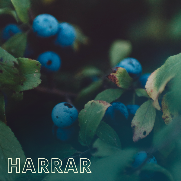 Café Éthiopie - Harrar