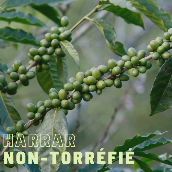 Green coffee (unroasted) Harrar